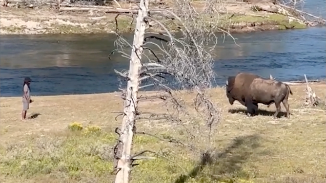Standoff with the bison.